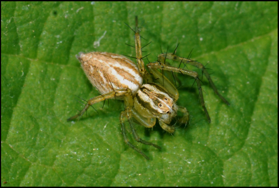 Oxyopes lineatus